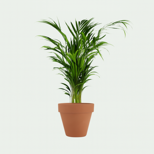 Areca palm