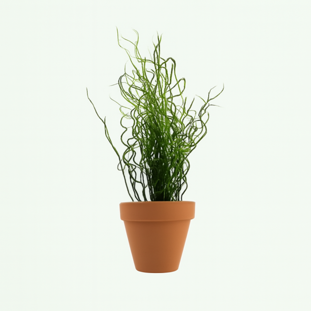 Asplenium nidus