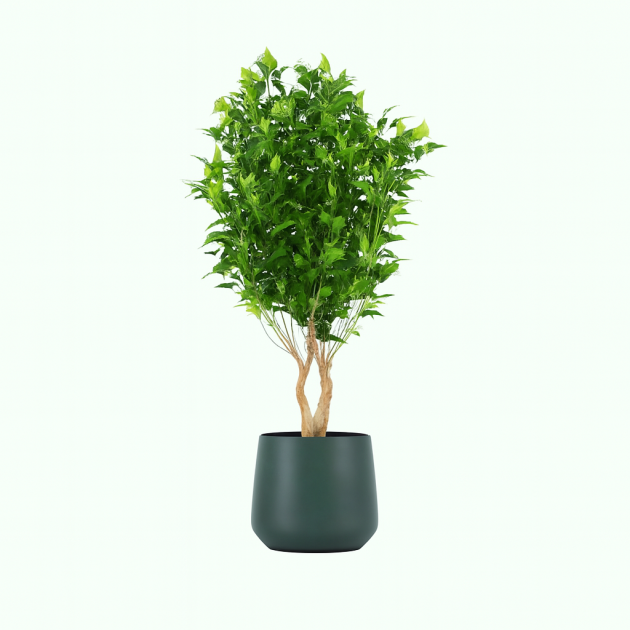Weeping fig