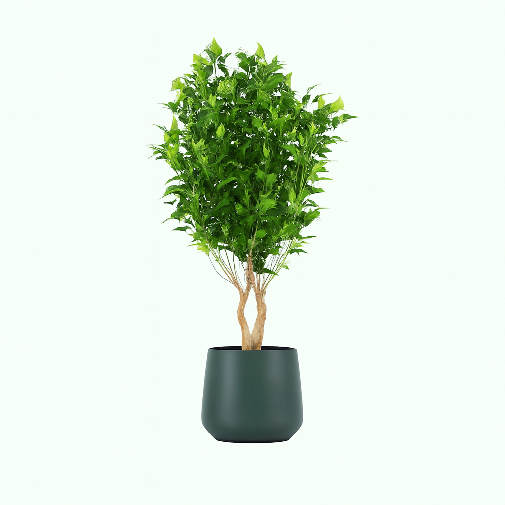 Weeping fig