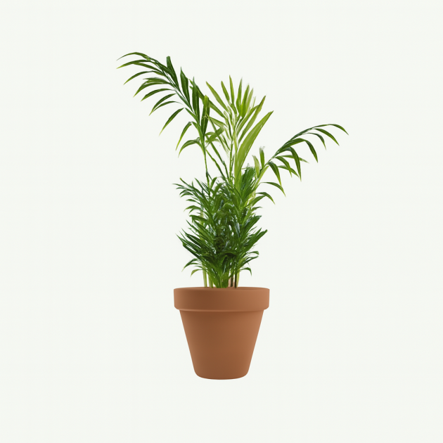 Dracaena marginata