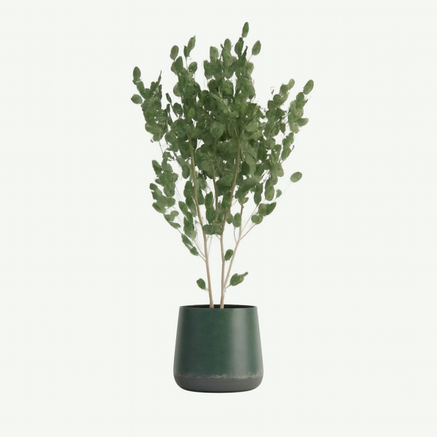 Eucalyptus tree