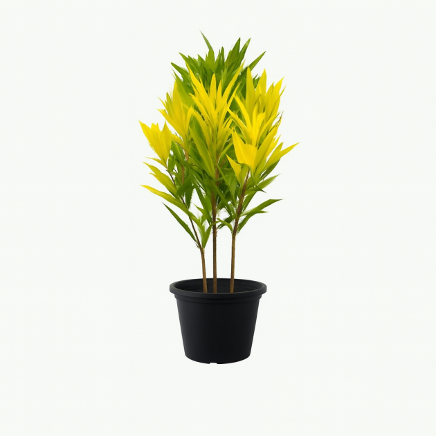 Variegated croton