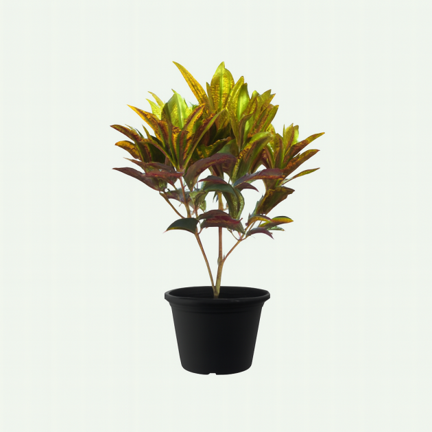 Japanese aucuba