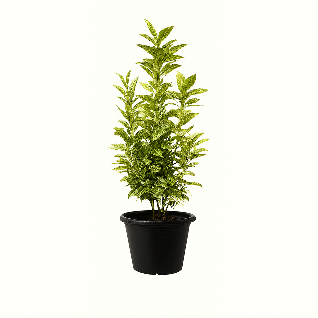 Golden privet
