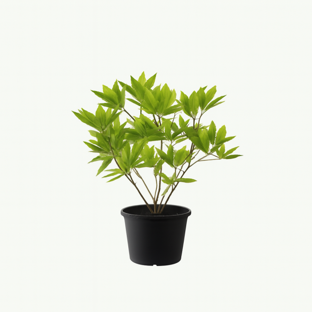 Black elderberry